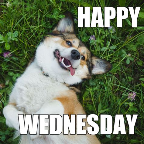 wednesday meme.